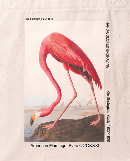 american flamingo Print close-up